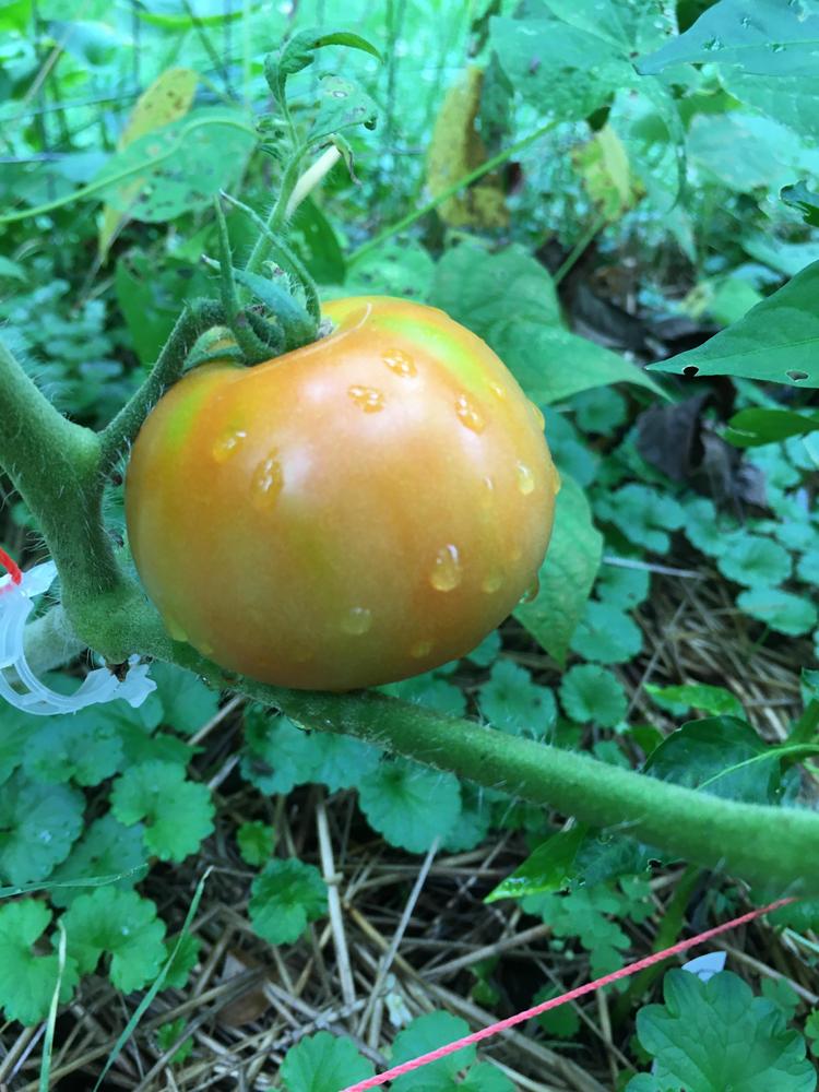 Photo of Tomato (Solanum lycopersicum 'Better Boy') uploaded by antsinmypants