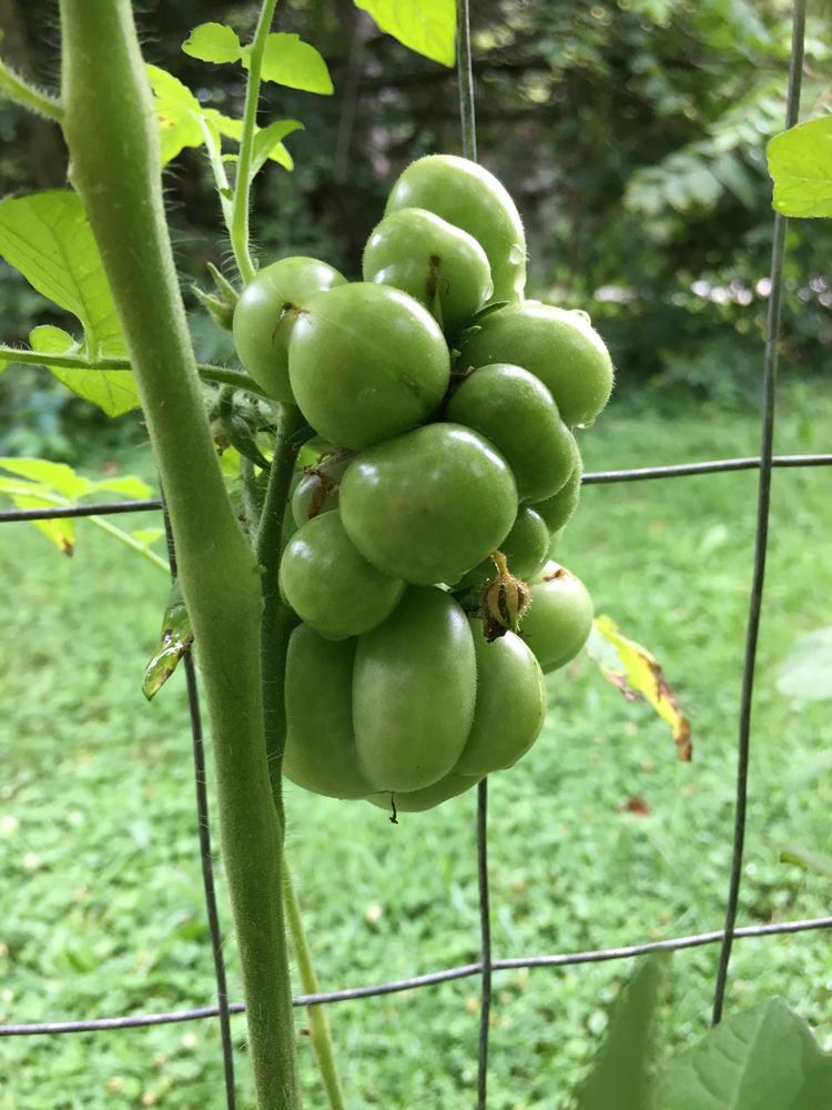 Photo of Tomato (Solanum lycopersicum 'Reisetomate') uploaded by antsinmypants