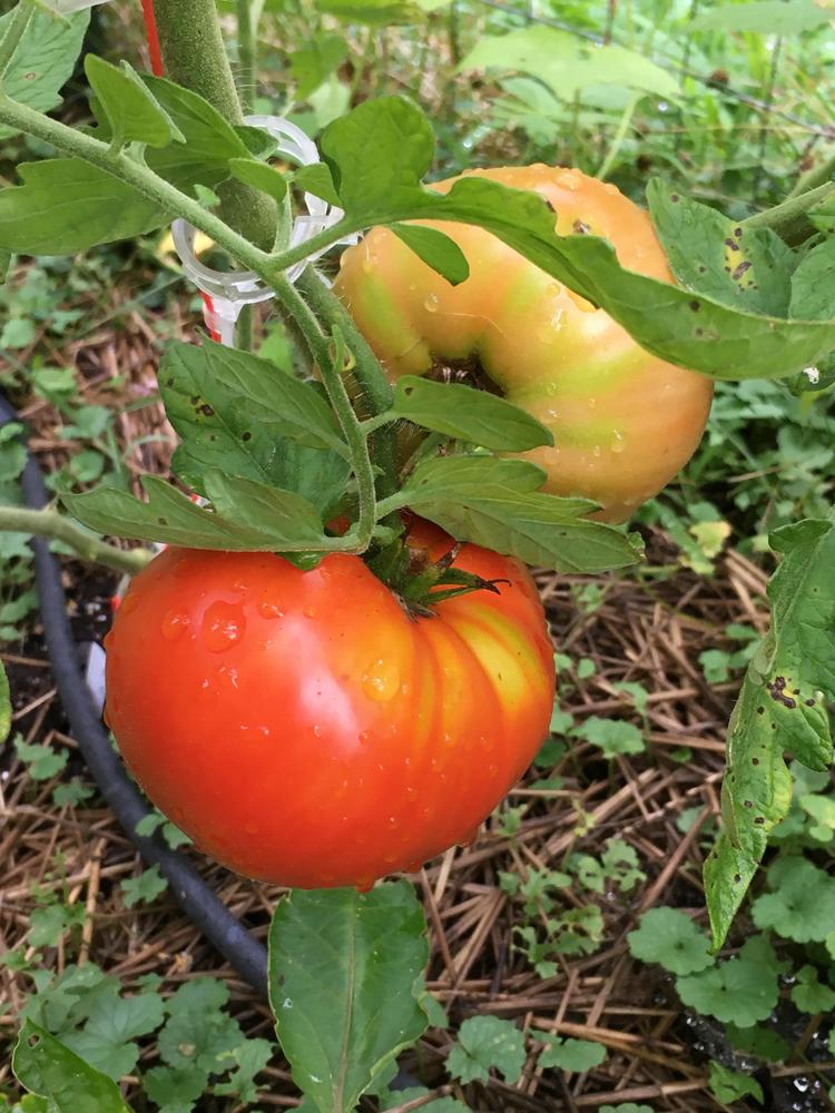 Photo of Tomato (Solanum lycopersicum 'Delicious') uploaded by antsinmypants