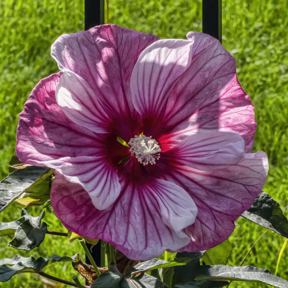 Photo of Hardy Hibiscus (Hibiscus moscheutos) uploaded by arctangent