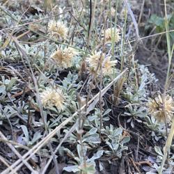 Location: Butterfield Canyon, Salt Lake County, Utah, United States
Date: 2022-09-09
Spent seed heads.