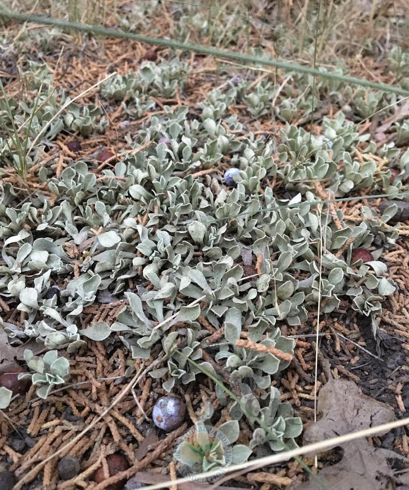 Photo of Pussytoes (Antennaria) uploaded by BlueOddish