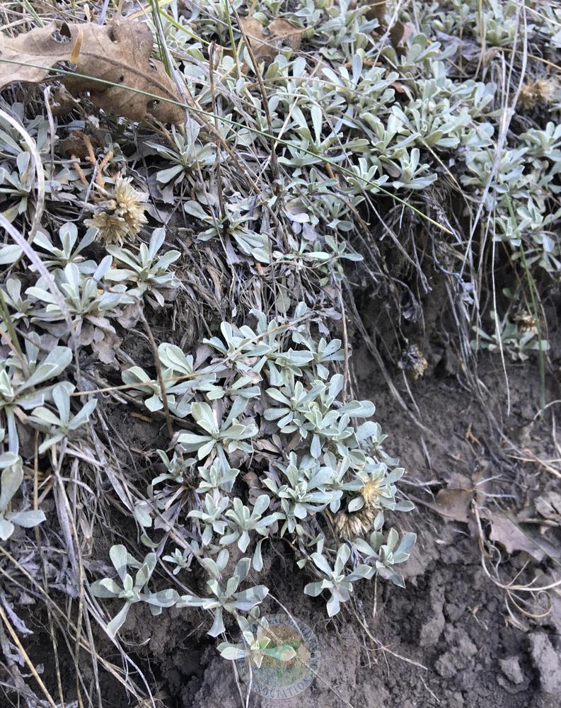 Photo of Pussytoes (Antennaria) uploaded by BlueOddish
