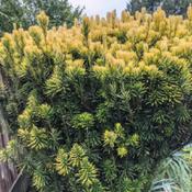 Golden color on mature plant concentrated on tips.