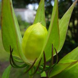 Location: Fountain, Florida 
Date: 2022-09-12
Unripe seed pod...will be brown when ready to harvest