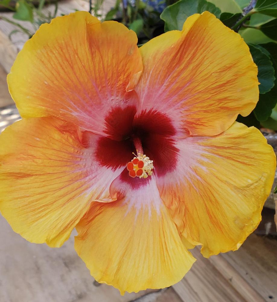 Photo of Tropical Hibiscus (Hibiscus rosa-sinensis 'Cosmic Dancer') uploaded by CBJoyce