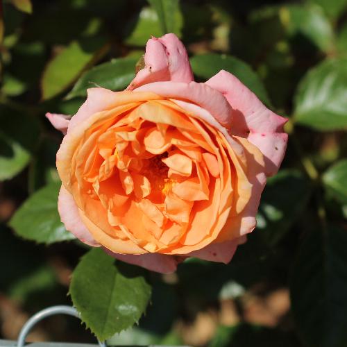 Photo of Rose (Rosa 'Lady of the Mist') uploaded by MichelleB675