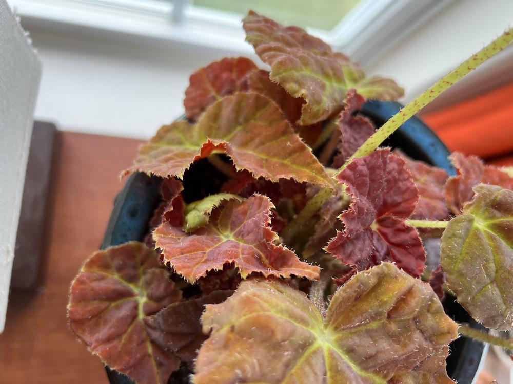 Photo of Begonia 'Autumn Ember' uploaded by TheCreekKid