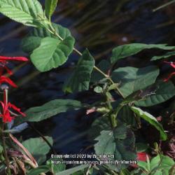 Location: Aberdeen, NC (Lake park east)
Date: September 12, 2022
Cardinal flower #298; RAB 1005, 178-6-1; AG page 305, 56-1-1; LHB