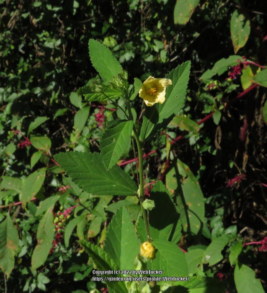 Photo of Indian Hemp (Sida rhombifolia) uploaded by WebTucker