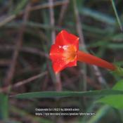 Red Morning Glory #327; RAB page 866, 158-7-2; AG page 368, 73-2-