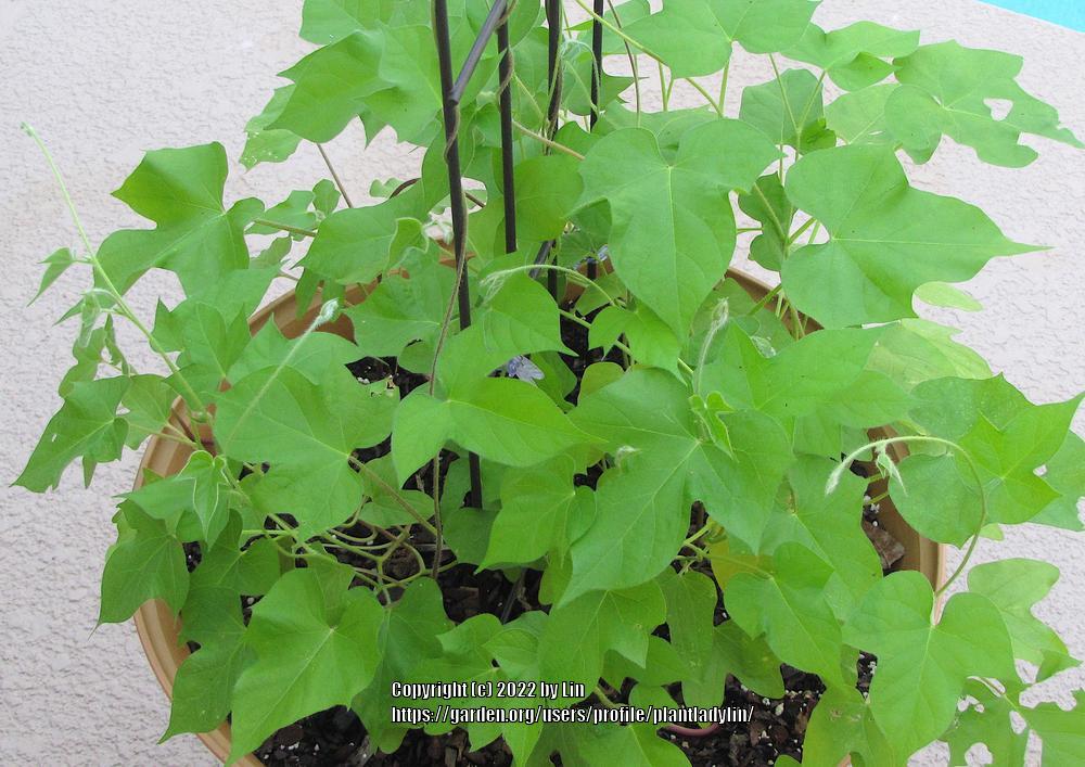 Photo of Japanese Morning Glory (Ipomoea nil) uploaded by plantladylin