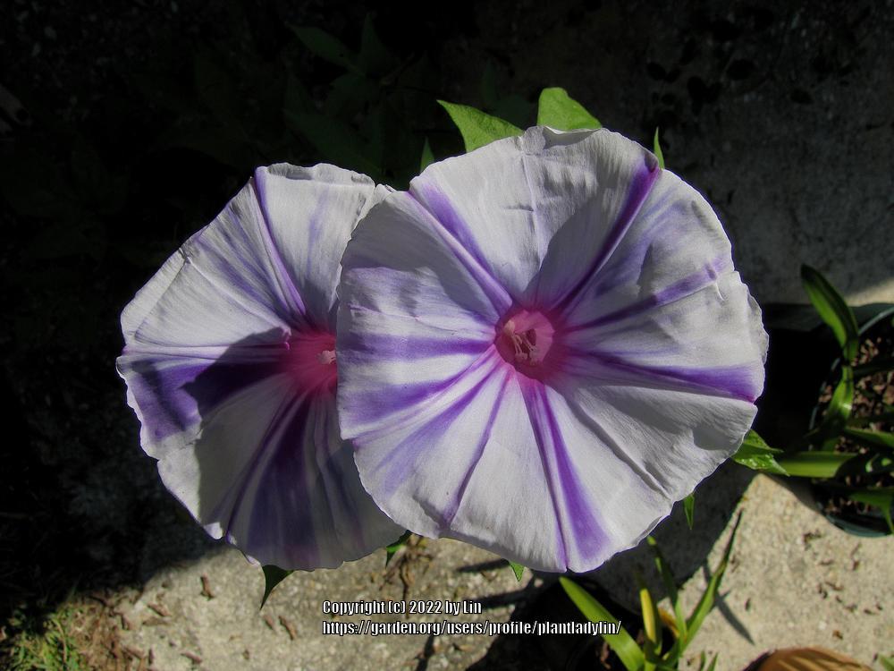 Photo of Japanese Morning Glory (Ipomoea nil) uploaded by plantladylin