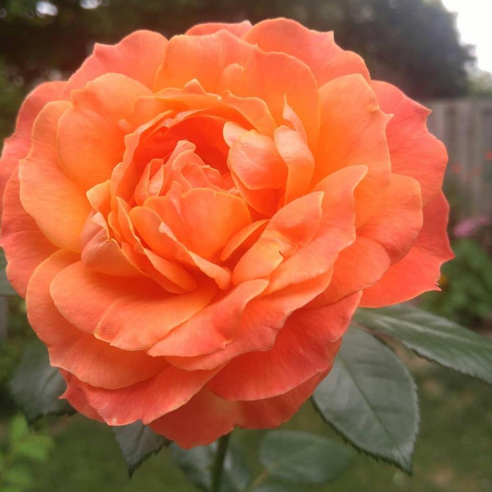 Photo of Floribunda Rose (Rosa 'Livin' Easy') uploaded by Deboragardening