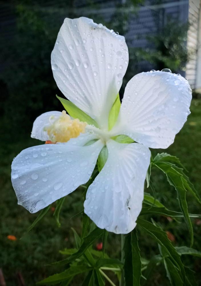 Photo of White Texas Star Hibiscus (Hibiscus coccineus 'Alba') uploaded by JayZeke