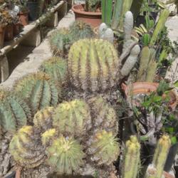 
Date: 2022-09-06
Not sure, but not an echinopsis and fits the bill...