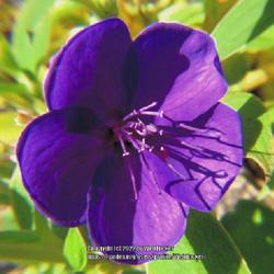 Location: Sandhills Horticultural Gardens Southern Pines, NC (Visitor center)
Date: September 14, 2022
Princess flower #106 nn; LHB page 732, 149-2-?, "Native name of G