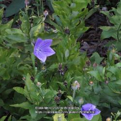 Location: Sandhills Horticultural Gardens Southern Pines, NC (Visitor center)
Date: September 14, 2022
Balloon flower #109 nn; LHB page 967, 192-6-1, "Greek 'broad bell