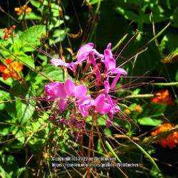 Location: Sandhills Horticultural Gardens Southern Pines, NC (Hackley woodland garden)
Date: September 14, 2022
Spider flower #104 nn; LHB page 431, 82-2-1, "Derivation uncertai