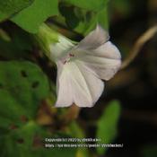 Small-flowered White Morning Glory #313; RAB page 868, 158-7-8. A