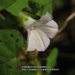 Location: Aberdeen, NC (S. Sycamore street railroad embankment)
Date: September 16, 2022
Small-flowered White Morning Glory #313; RAB page 868, 158-7-8. A