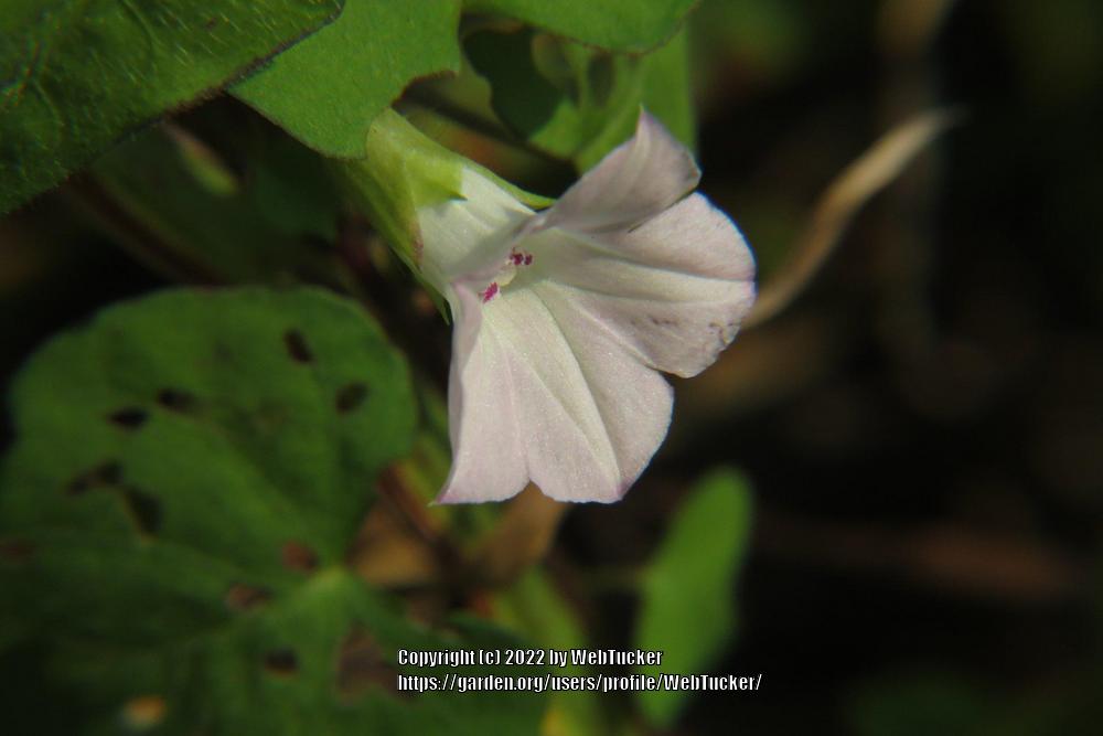 Photo of Small-Flowered White Morning Glory (Ipomoea lacunosa) uploaded by WebTucker