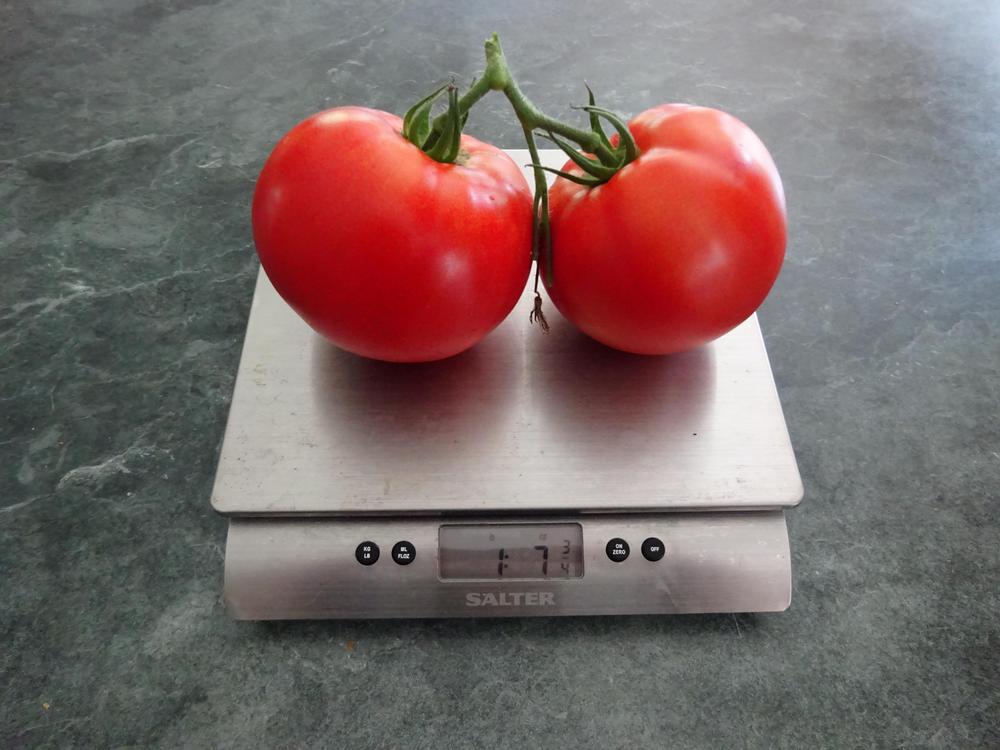 Photo of Tomato (Solanum lycopersicum 'BHN 589') uploaded by Weedwhacker
