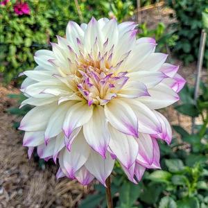 August and September big blooms, Ferncliff Illusion