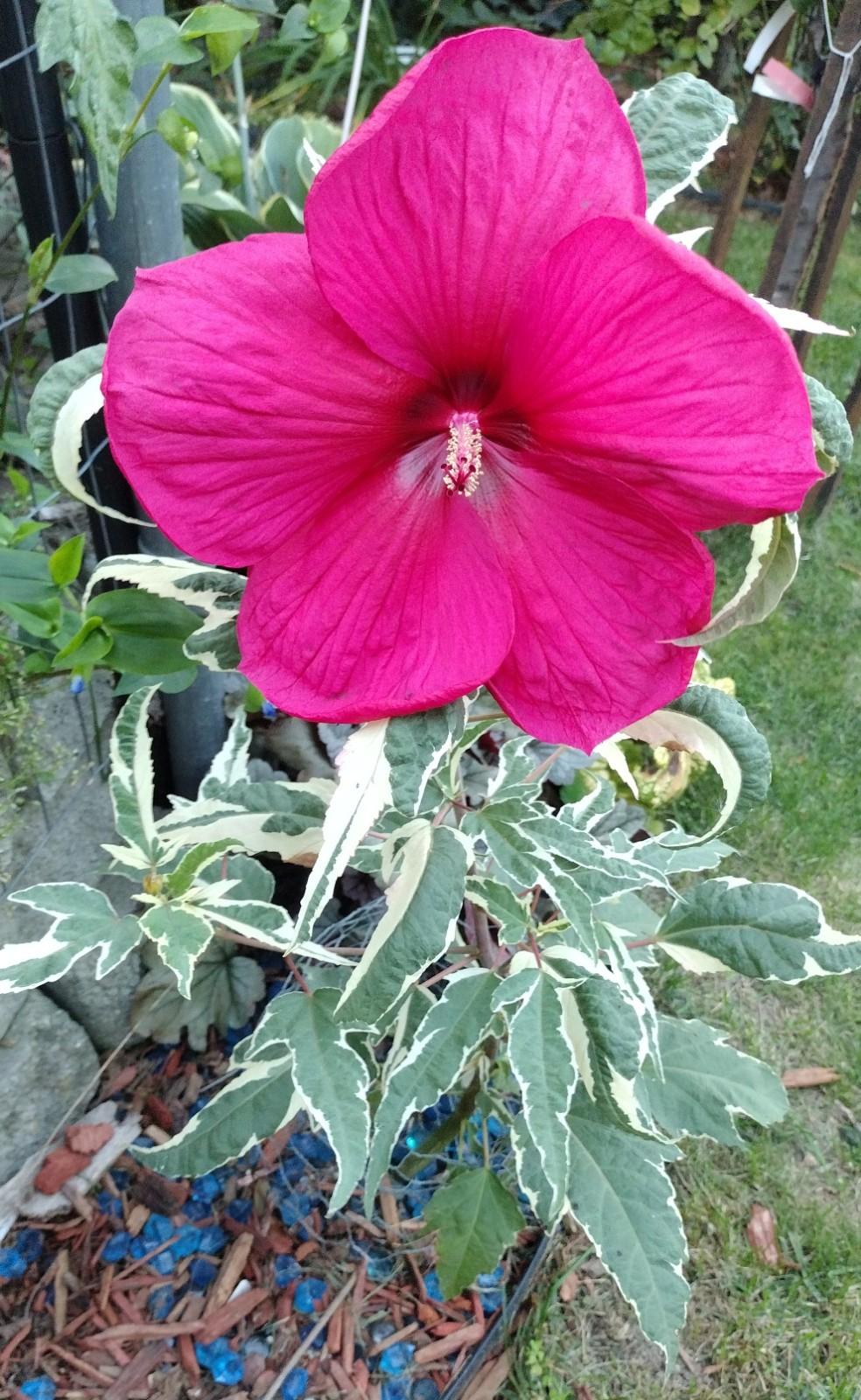 Photo of Hybrid Hardy Hibiscus (Hibiscus 'Summer Carnival') uploaded by plasko20