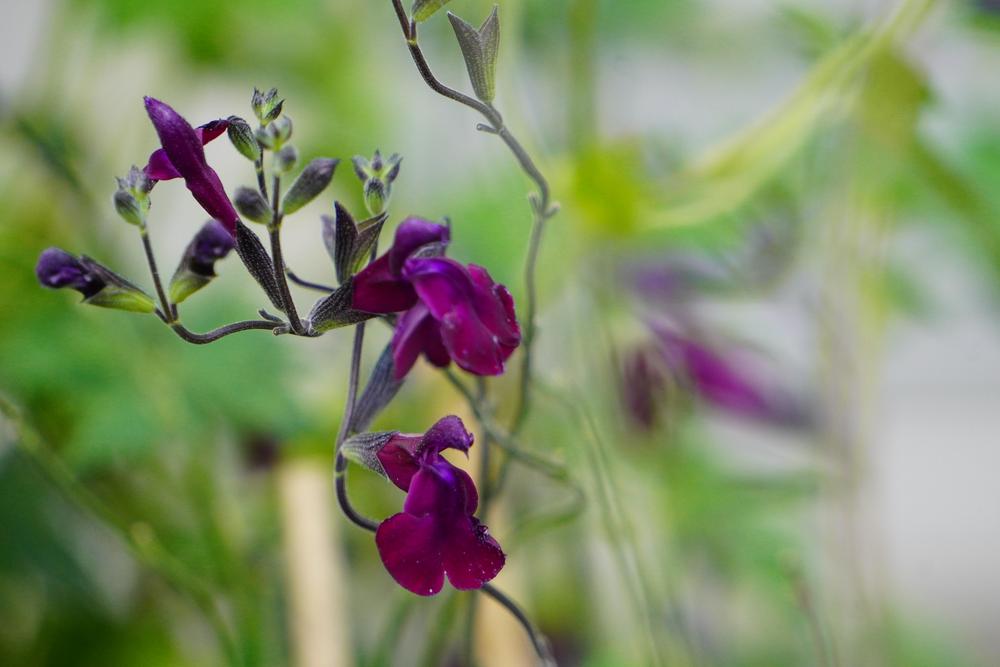 Photo of Salvia 'Nachtvlinder' uploaded by D3LL