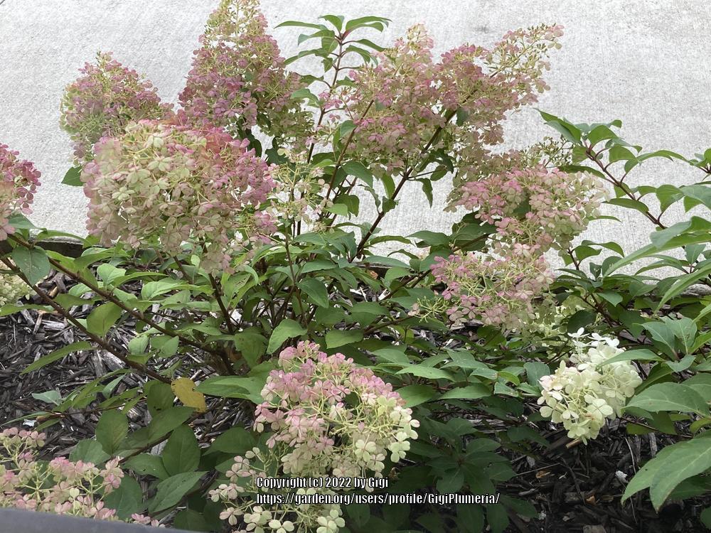 Photo of Panicle Hydrangea (Hydrangea paniculata First Editions® Vanilla Strawberry™) uploaded by GigiPlumeria