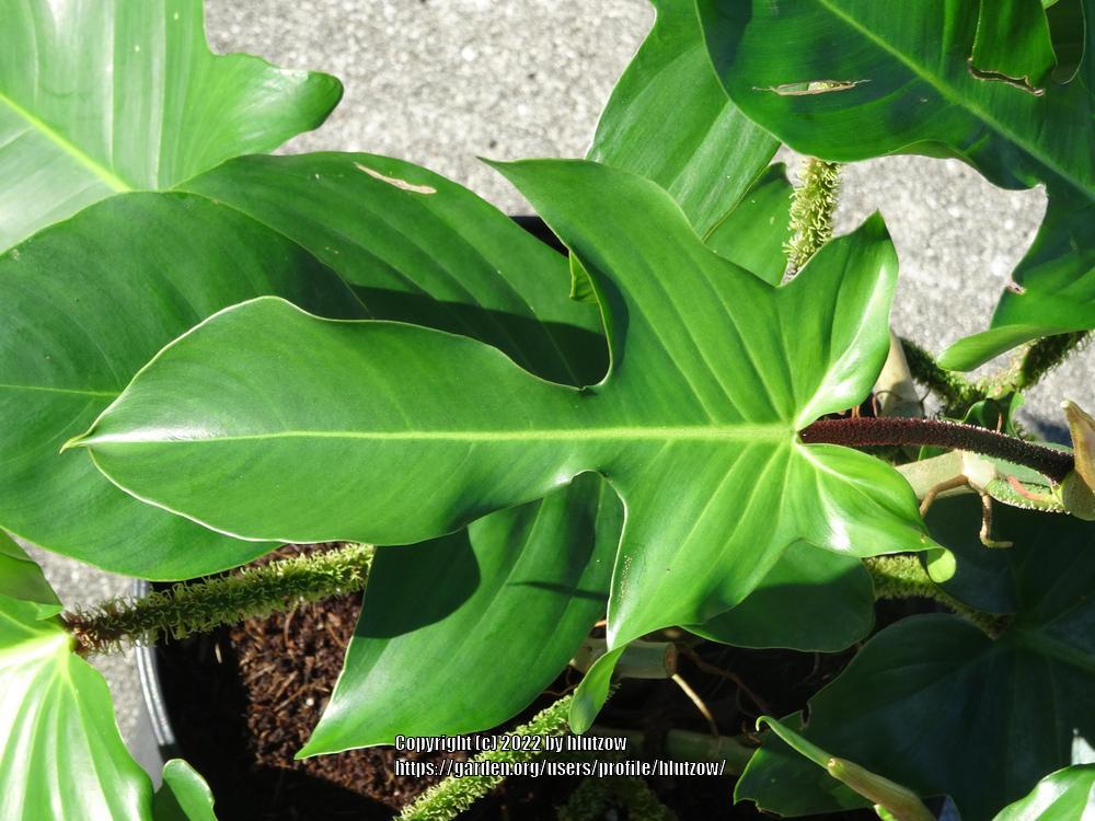 Photo of Philodendron (Philodendron squamiferum) uploaded by hlutzow