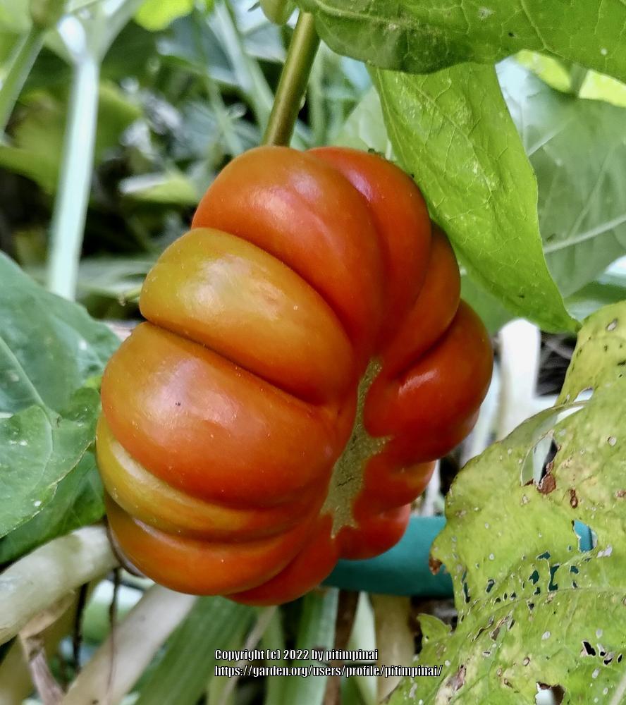 Photo of Eggplant (Solanum aethiopicum 'Burkina Faso') uploaded by pitimpinai
