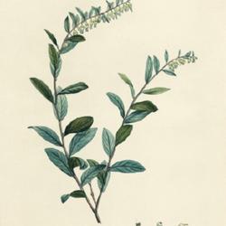 
Date: c. 1800-05
illustration [as Andromeda calyculata] by P. J. Redouté from Duh