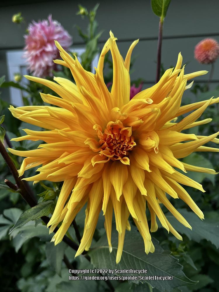 Photo of Dahlia 'Irene's Pride' uploaded by ScarletTricycle