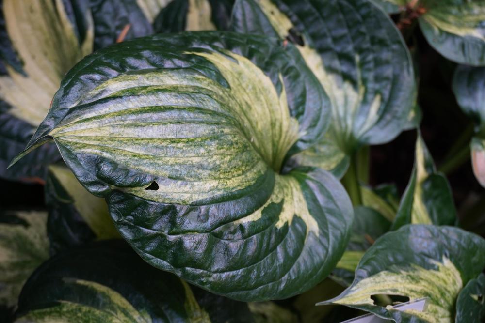 Photo of Hosta 'Midnight at the Oasis' uploaded by D3LL