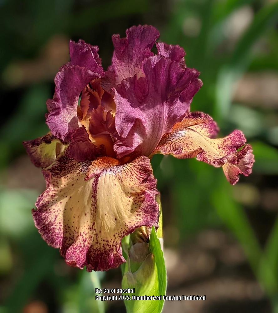 Photo of Tall Bearded Iris (Iris 'Rock Star') uploaded by Artsee1