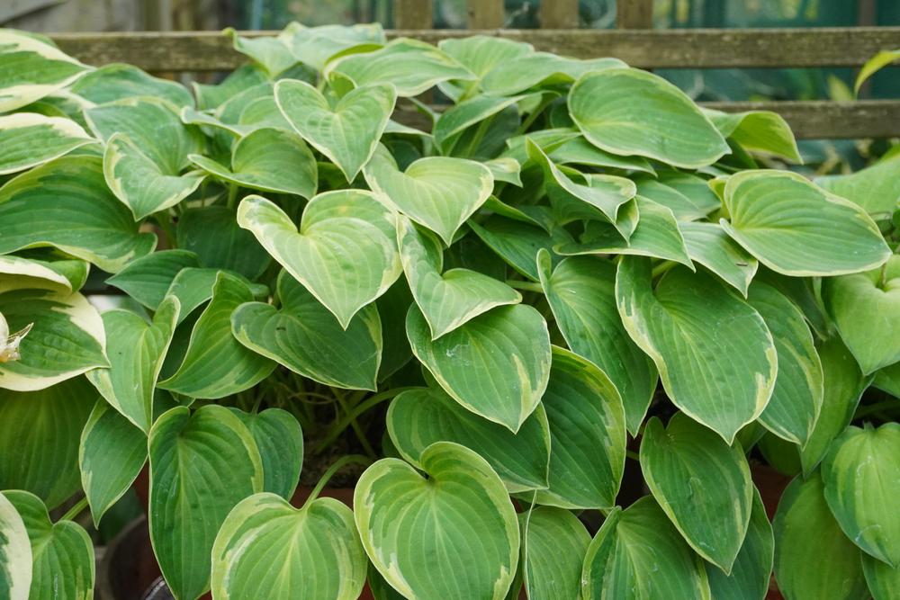 Photo of Hosta 'Toy Soldier' uploaded by D3LL
