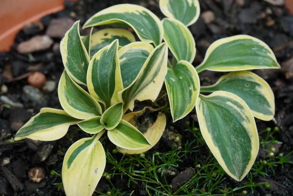 Photo of Hosta 'Frosted Mouse Ears' uploaded by D3LL