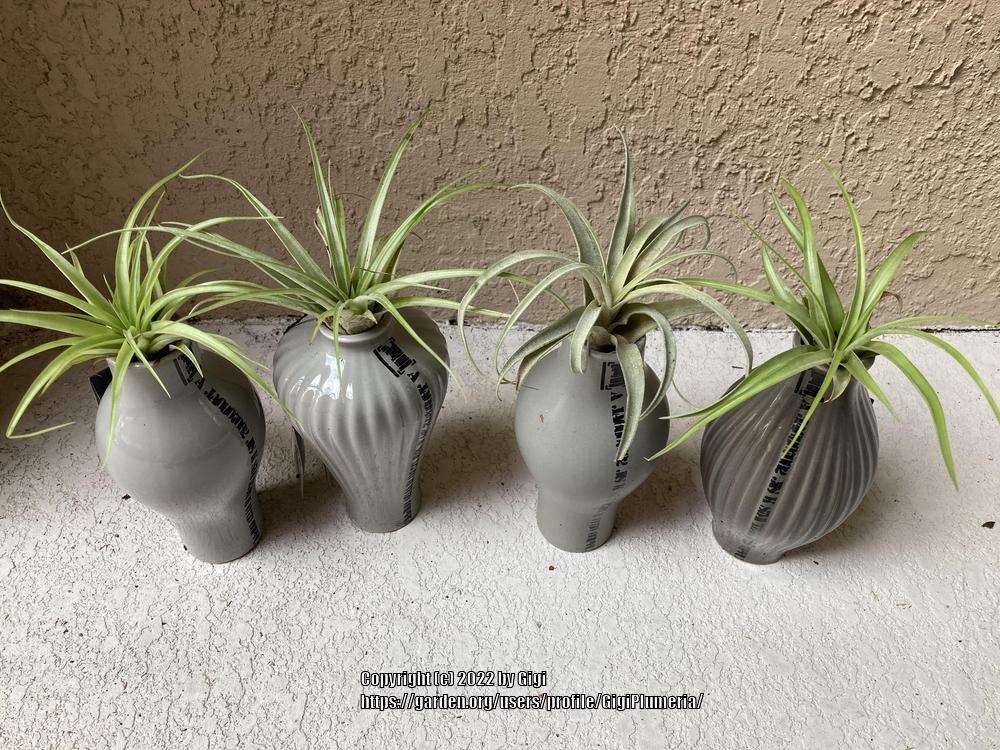 Photo of Air Plants (Tillandsia) uploaded by GigiPlumeria