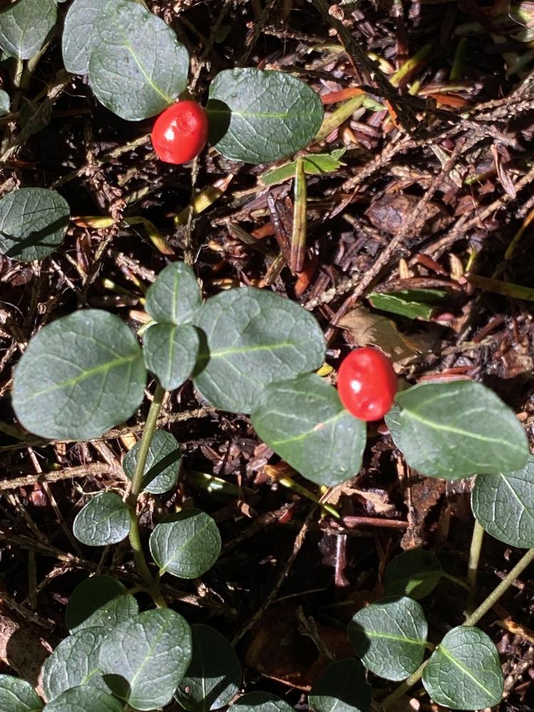 Photo of Partridgeberry (Mitchella repens) uploaded by Ursula