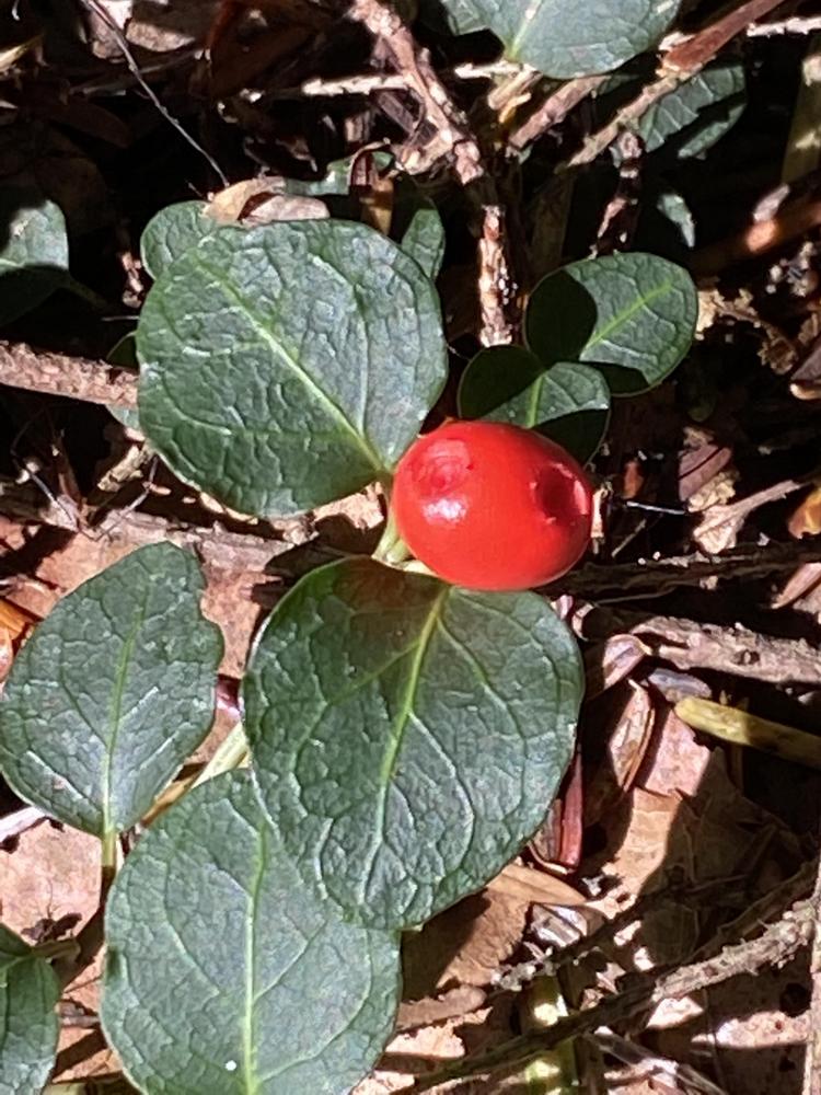 Photo of Partridgeberry (Mitchella repens) uploaded by Ursula