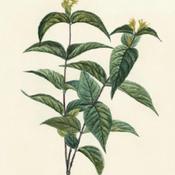 illustration [as Lonicera diervilla] by P. J. Redouté from Duham