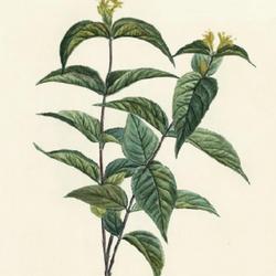 
Date: c. 1800-05
illustration [as Lonicera diervilla] by P. J. Redouté from Duham