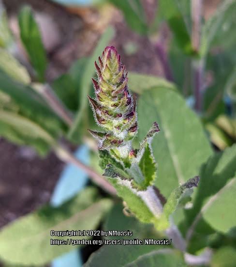 Photo of Iranian Oil Sage (Salvia atropatana) uploaded by NMoasis