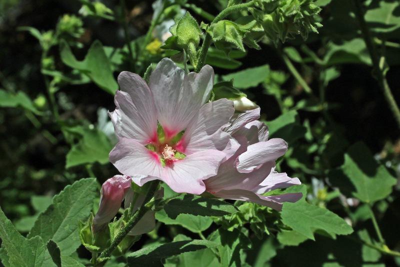 Photo of Roses of Sharon (Hibiscus syriacus) uploaded by RuuddeBlock