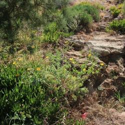 Location: Botanical garden of Crete
Date: 2022-06-02