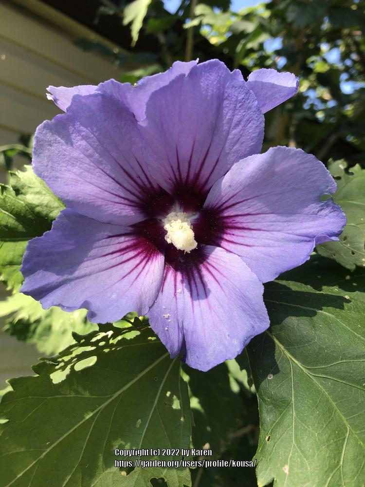 Photo of Roses of Sharon (Hibiscus syriacus) uploaded by kousa
