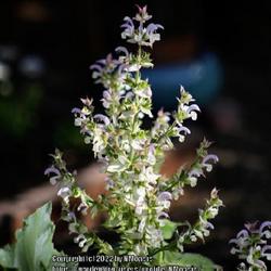 Location: My garden in Albuquerque, NM Zone 7b
Date: 06.08.22
Blooms emerged mostly white with only very pale purple