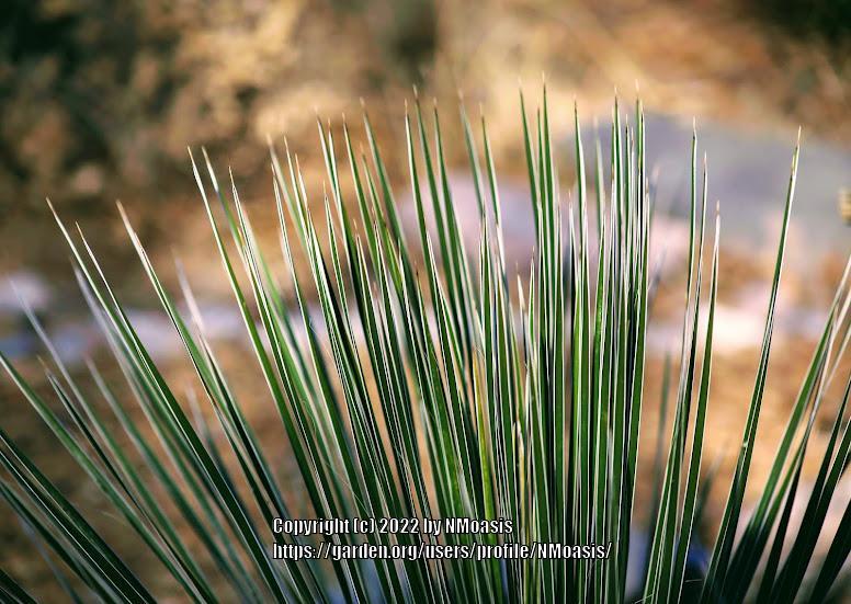 Photo of Soapweed (Yucca glauca) uploaded by NMoasis